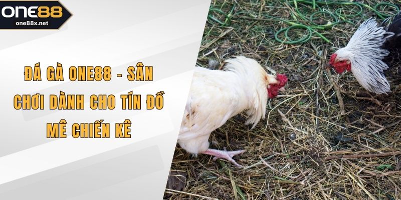 Đá gà ONE88